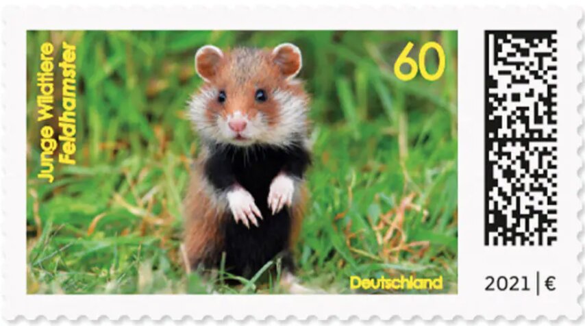 European Hamster (Cricetus cricetus)