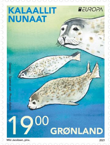 Harbor Seal (Phoca vitulina)