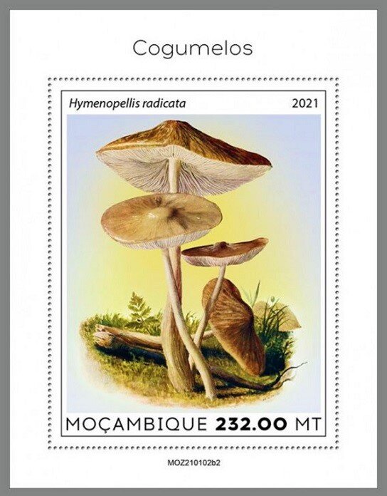 The Deep Root Mushroom (Hymenopellis radicata)