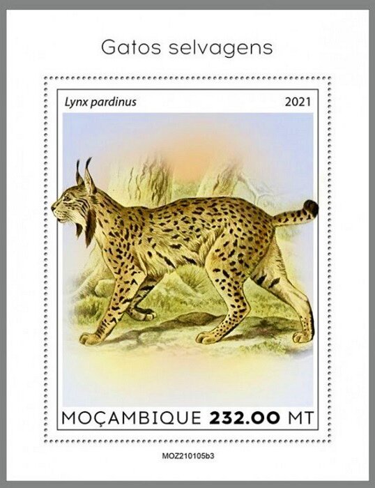 The Iberian Lynx (Lynx pardinus)