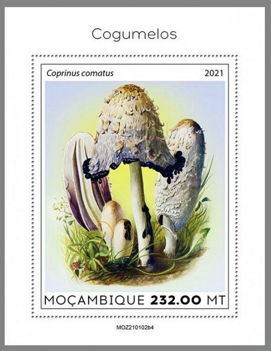 The Shaggy Ink Cap (Coprinus comatus)