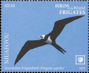 Ascension Frigatebird (Fregata aquila)