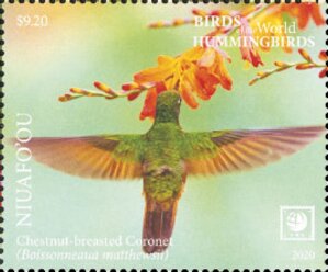 Chestnut-Breasted Coronet (Boissonneaua matthewsii)