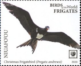 Christmas Frigatebird (Fregata andrewsi)