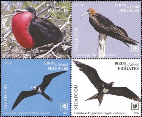 Frigatebirds