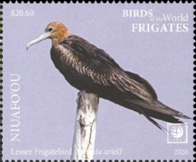 Lesser Frigatebird (Fregata ariel)