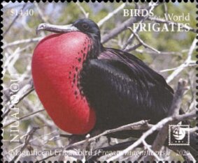 Magnificent Frigatebird (Fregata magnificens)