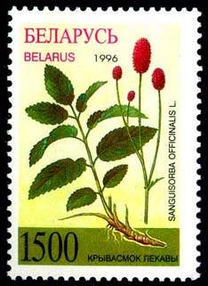Stamp Medicinal herbs - Sanguisorba officinalis