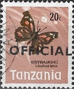 African Snout Butterfly (Libythea laius)