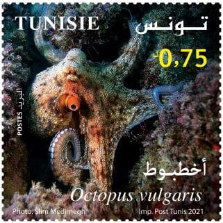 Common Octopus (Octopus vulgaris)