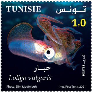 Common Squid (Loligo vulgaris)