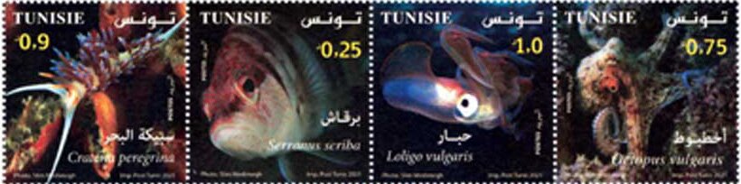 Marine biology in Tunisia