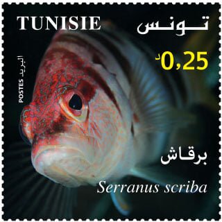 Painted Comber (Serranus scriba)