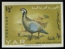 Arabian Partridge (Alectoris melanocephala)