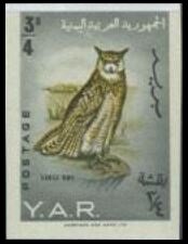 Arabian Spotted Eagle-Owl (Bubo africanus milesi)