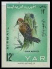 Arabian Woodpecker (Dendrocopus dorae)