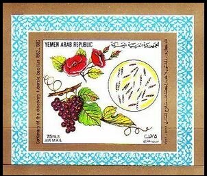 Bunch of grapes and flowers