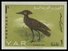 Hamerkop (Scopus umbretta)
