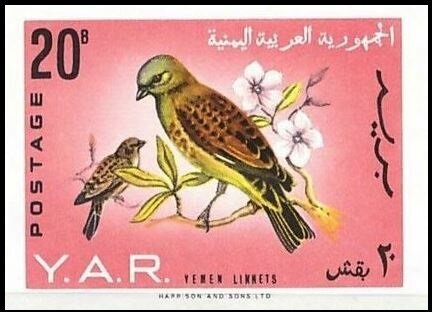 Yemen Linnet (Acanthis yemenensis)