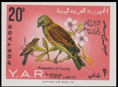 Yemen Linnet (Acanthis yemenensis)