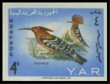 Yemen Linnet (Acanthis yemenensis)