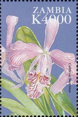 Cattleya maxima