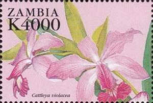 Stamp, Cattleya violacea, Zambia,  , Flowers, Orchids, Plants (Flora)
