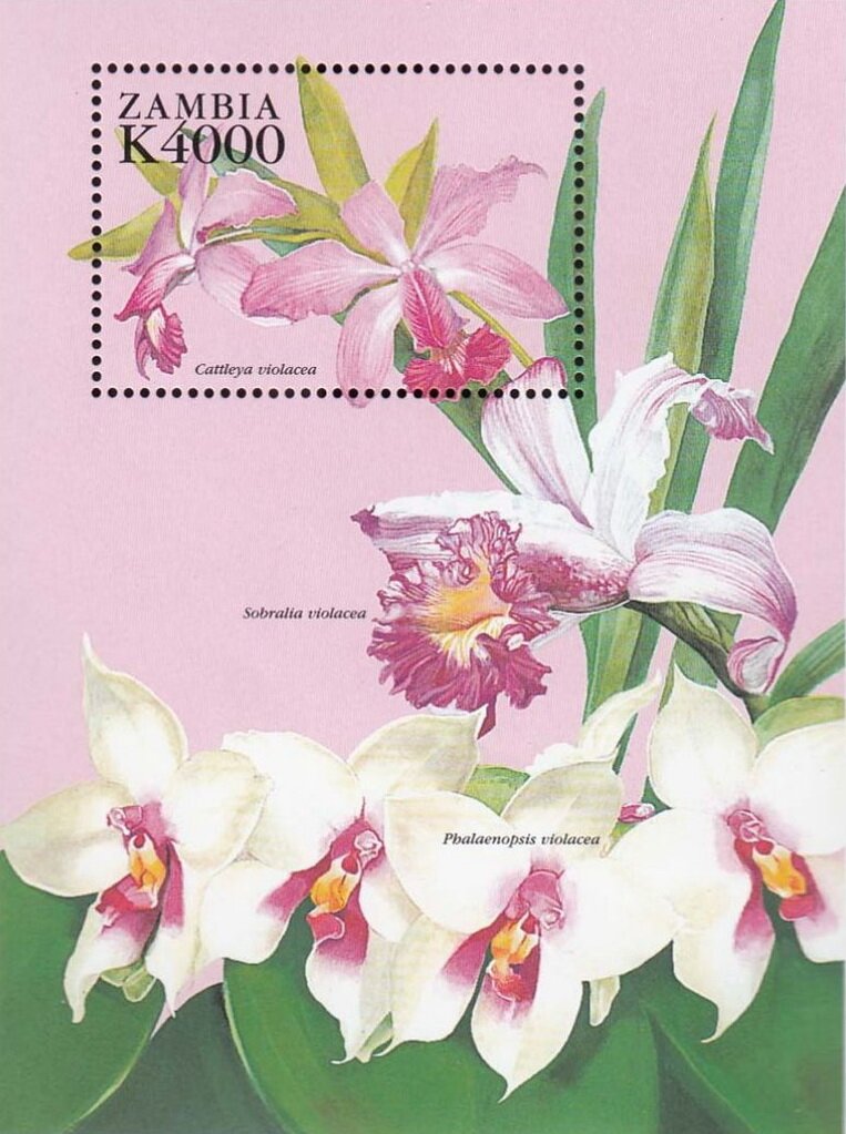 Cattleya violacea