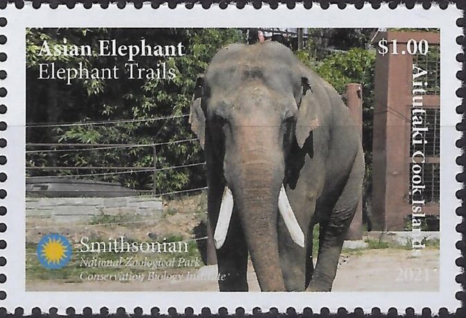 African elephant (Loxodonta sp)