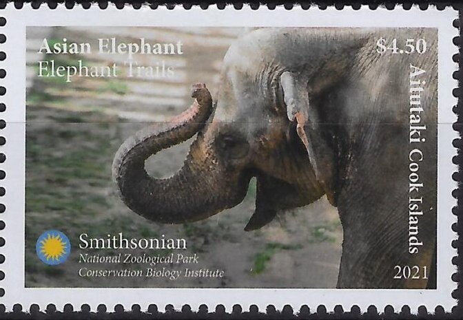 African elephant (Loxodonta sp)