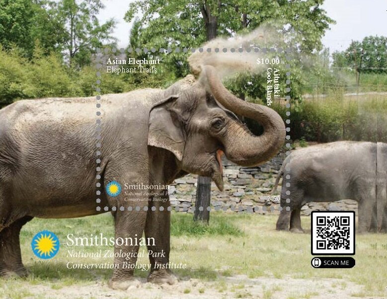 African elephant (Loxodonta sp)