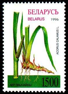 Stamp Medicinal herbs - Acorus calamus