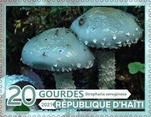 Mushrooms