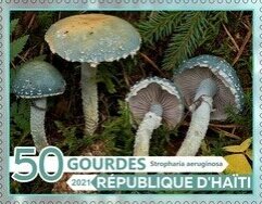 Mushrooms