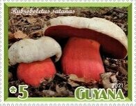 Stamp, Mushrooms, Cinderellas,  , Mushrooms