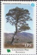 Stamp, Perthshire, Big Tree Country, Cinderellas,  , Trees