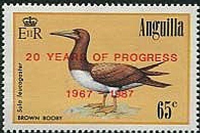 Brown Booby (Sula leucogaster)