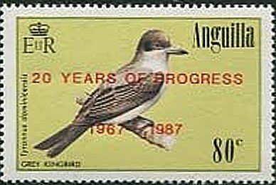 Grey Kingbird (Tyrannus dominicensis)
