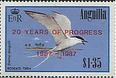 Roseate Tern (Sterna dougallii)