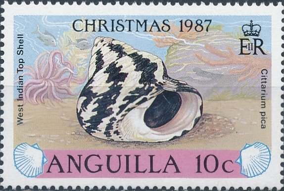 West Indian Top Shell (Cittarium pica) 