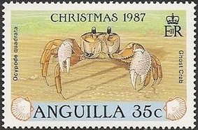 Atlantic Ghost Crab (Ocypode quadrata)