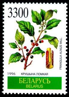 Stamp Medicinal herbs - Frangula alnus mill.