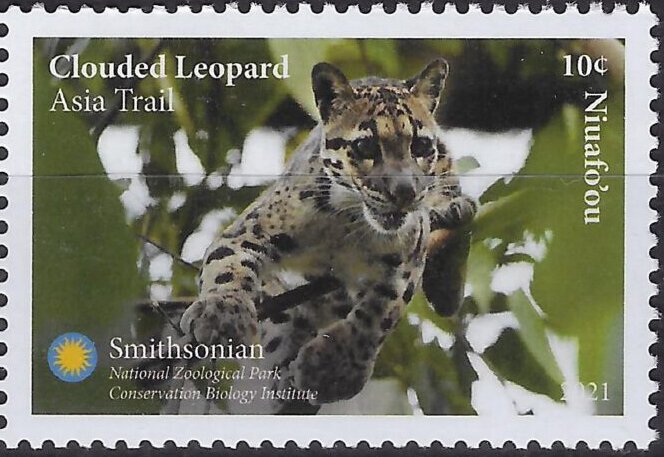 Clouded Leopard (Neofelis nebulosa)