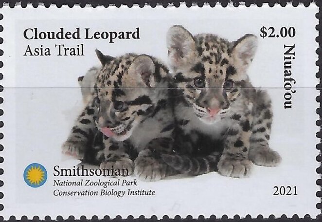 Clouded Leopard (Neofelis nebulosa)