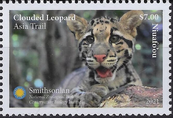 Clouded Leopard (Neofelis nebulosa)