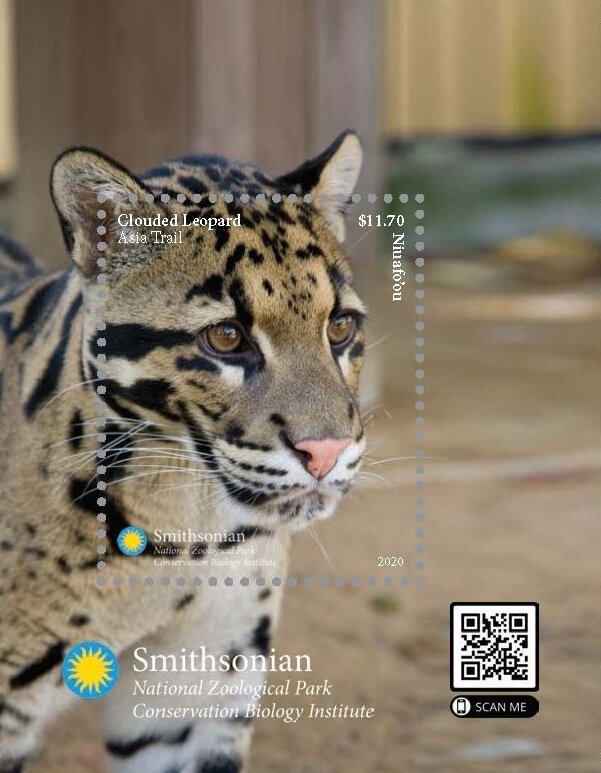 Clouded Leopard (Neofelis nebulosa)