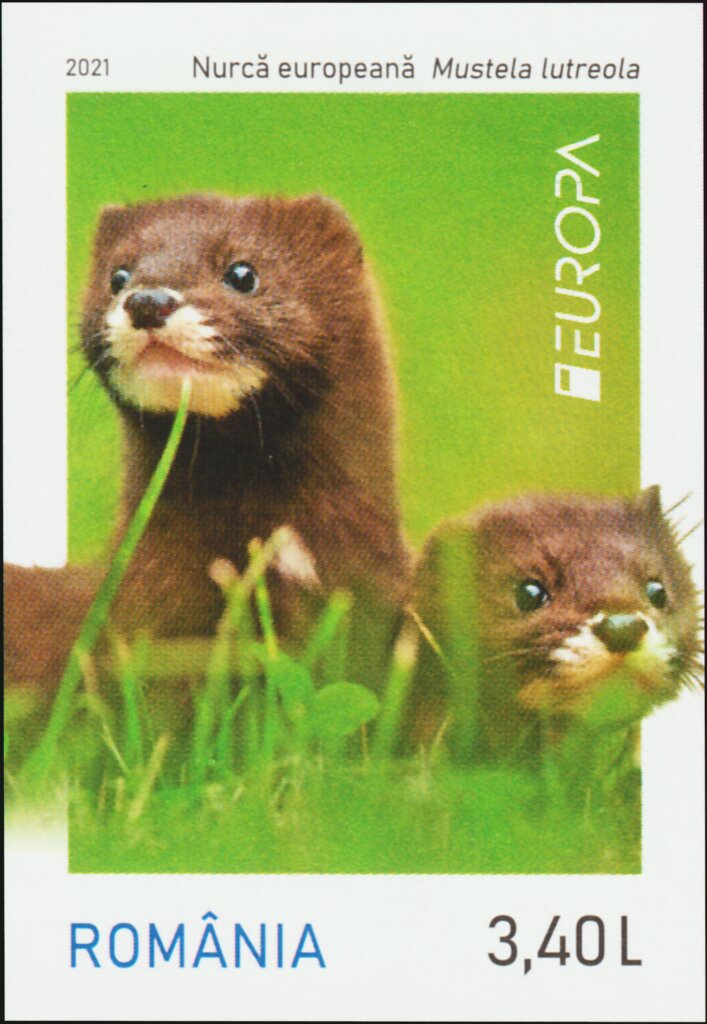 European Mink (Mustela lutreola)