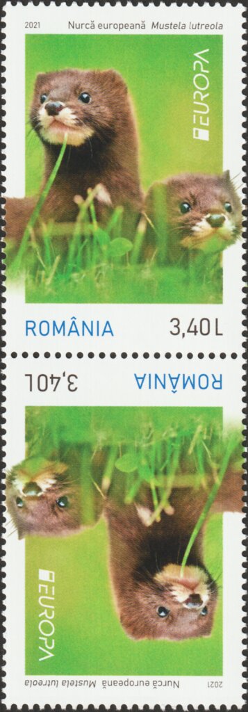 European Mink (Mustela lutreola)