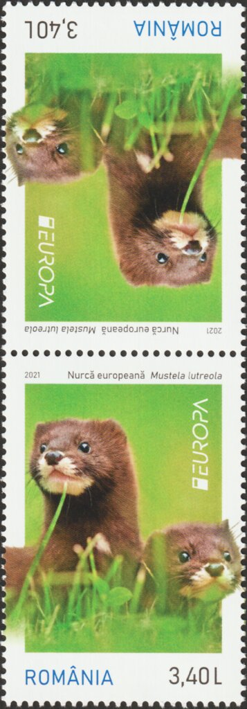 European Mink (Mustela lutreola)