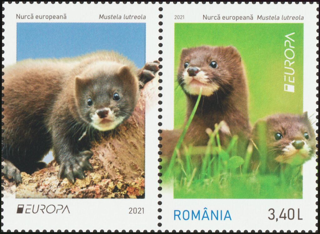 European Mink (Mustela lutreola)